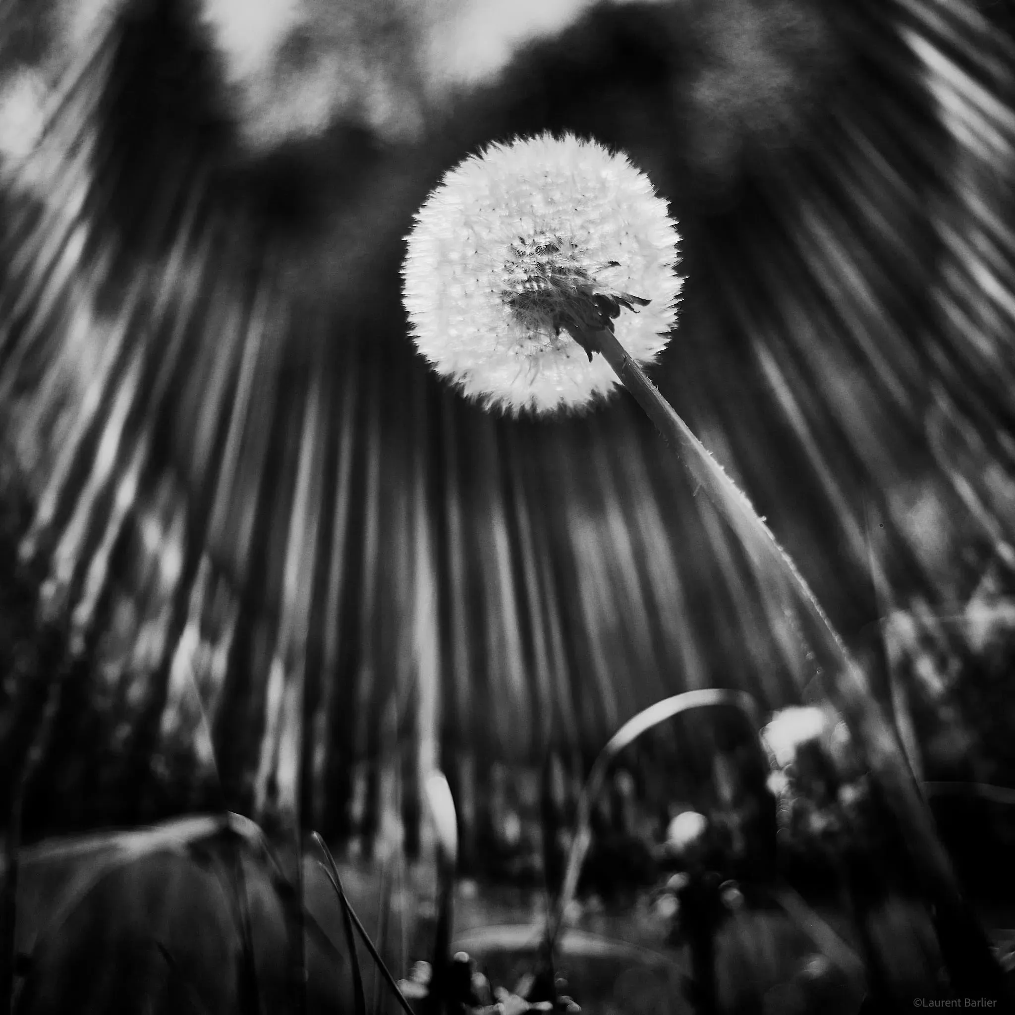 010-Laurent-Barlier-142421-240512-LBH double exposition macro en noir et blanc
