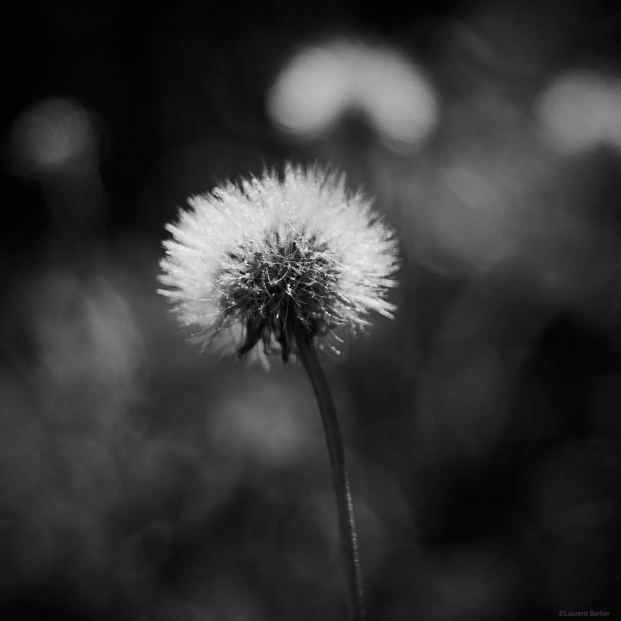 024-Laurent-Barlier-144550-240825-LBH photo pissenlit en noir et blanc