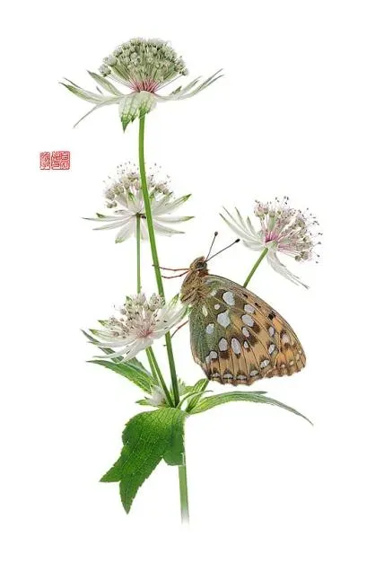 Argynnis aglaja - hana photo macro de papillon