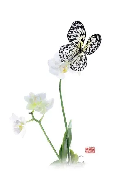 Idea leuconoe - hana photo proxy de papillon