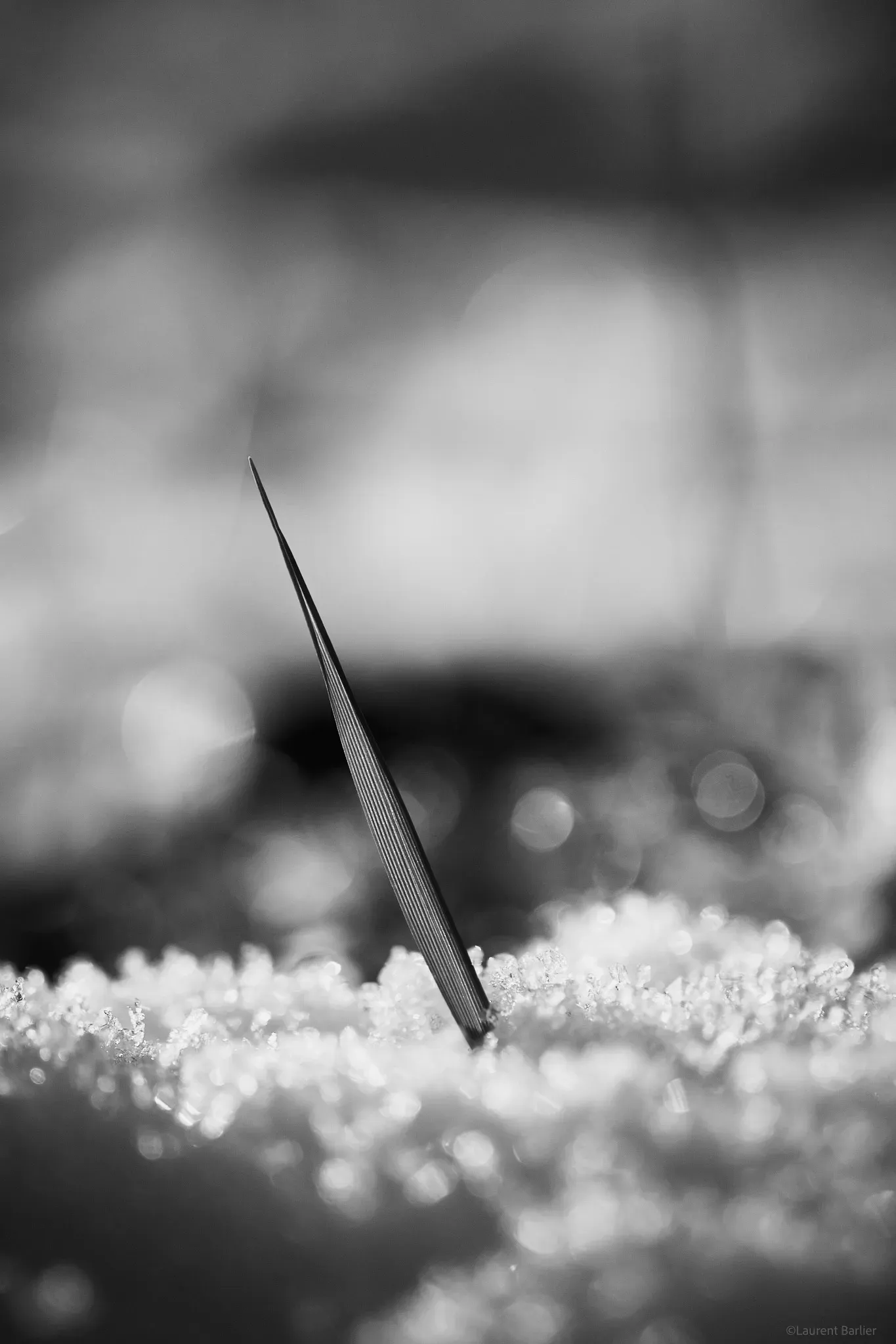 006-Laurent-Barlier-200556-240123-LBH brin d'herbe en photo macro en noir et blanc