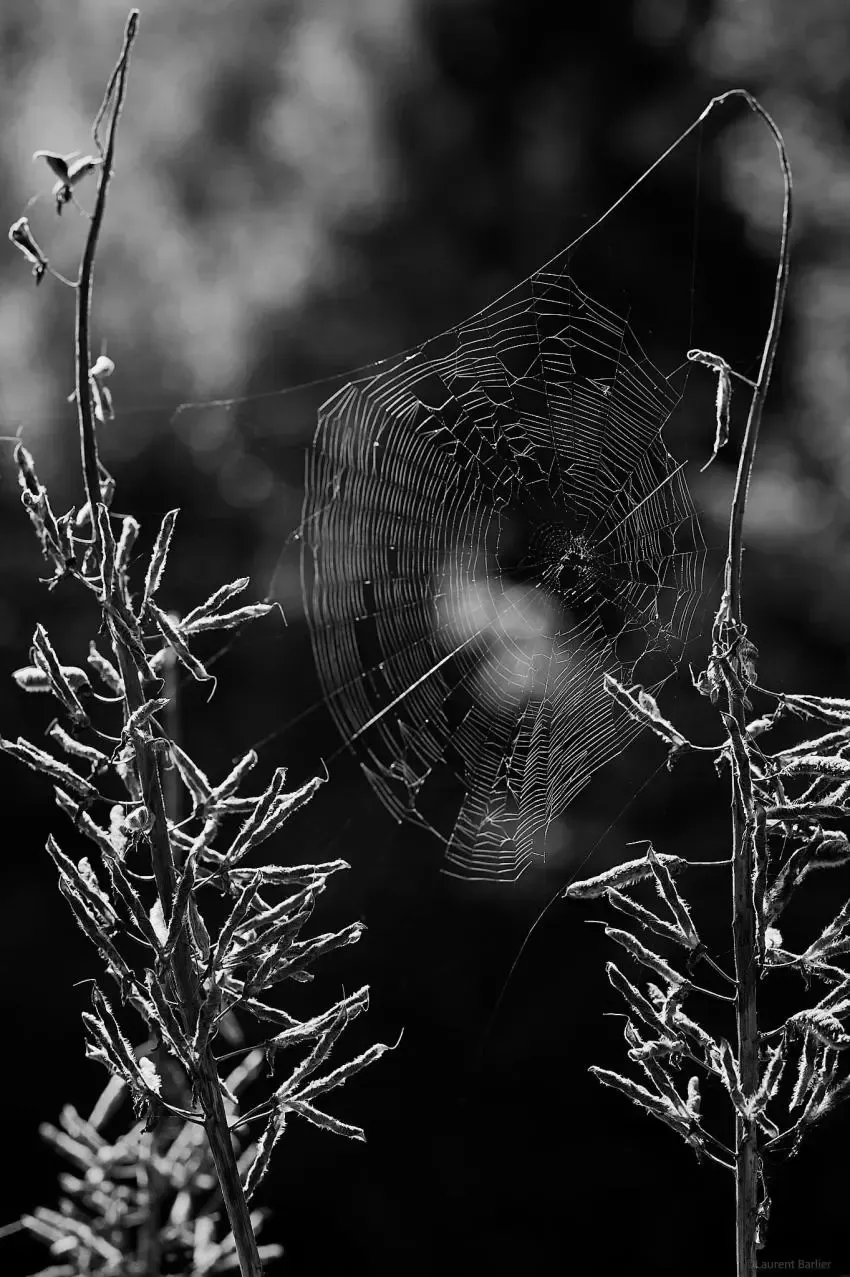 023-Laurent-Barlier-094044-240823-LBH toile d'araignée photographié en proxyphoto en noir et blanc