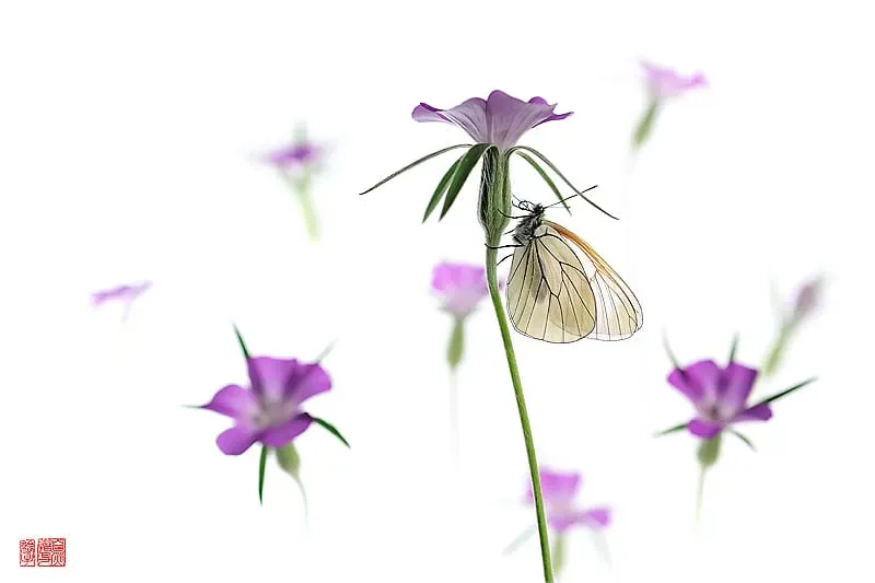 Aporia crataegi - hana photo macro hight key d'un papillon et de fleurs