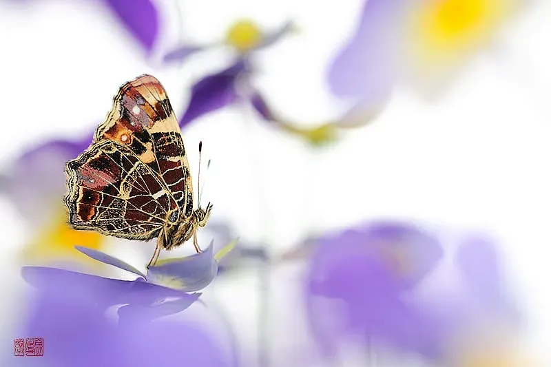 Araschnia levana - amami photo gros plan d'un papillon