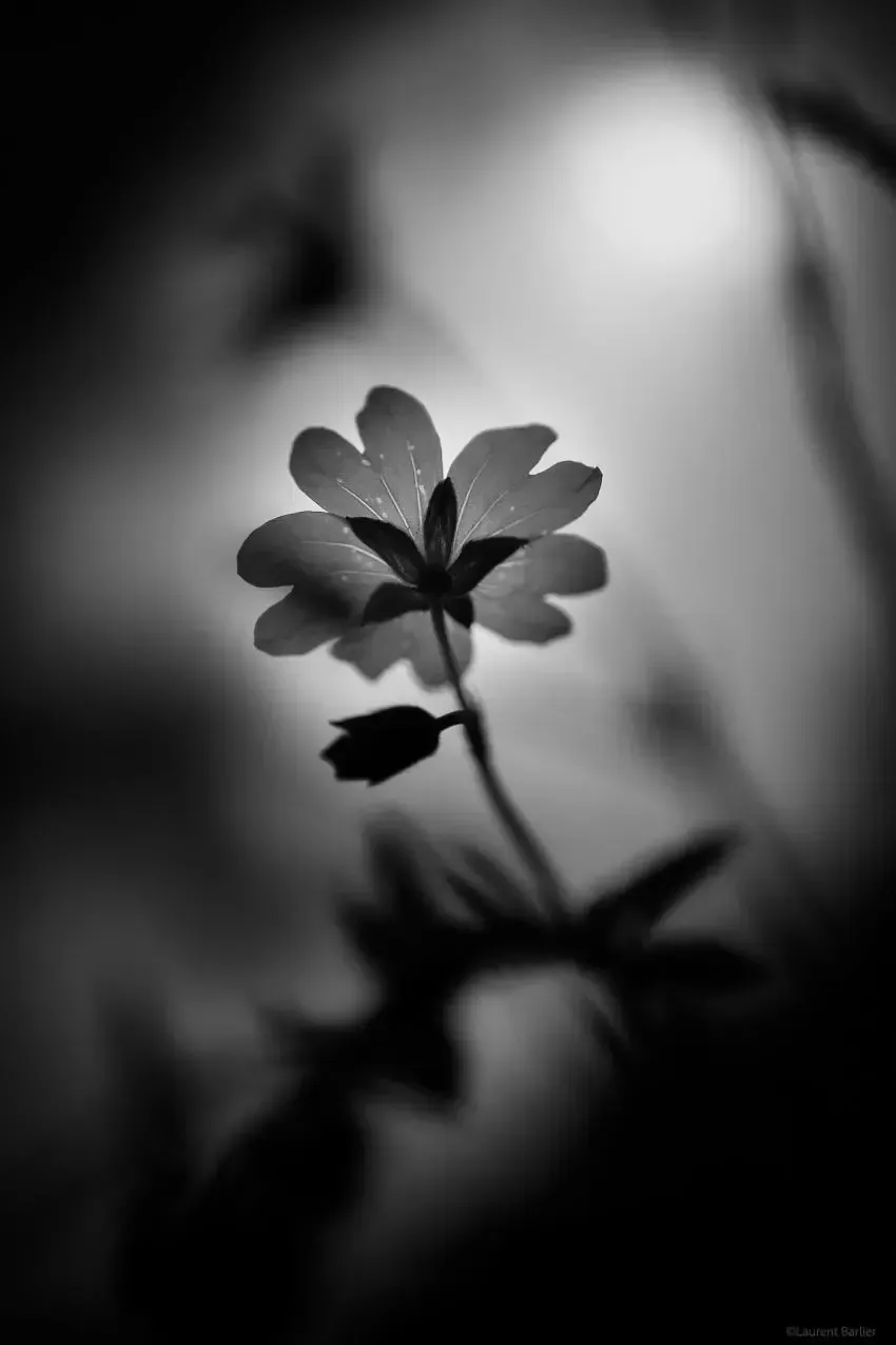 012-Laurent-Barlier-143351-240603-LBH photo proxy d'une fleur en noir et blanc