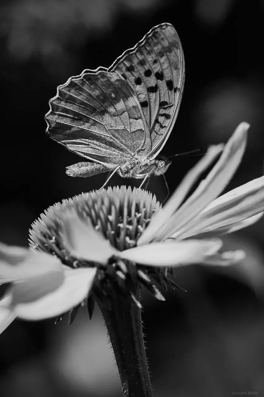 018-Laurent-Barlier-144136-240728-LBH photomacro d'un papillon en noir et blanc