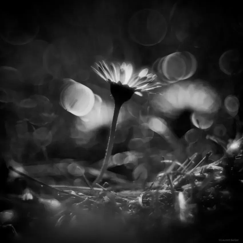007-Laurent-Barlier-163620-240313-LBH fleur avec bokeh en macro