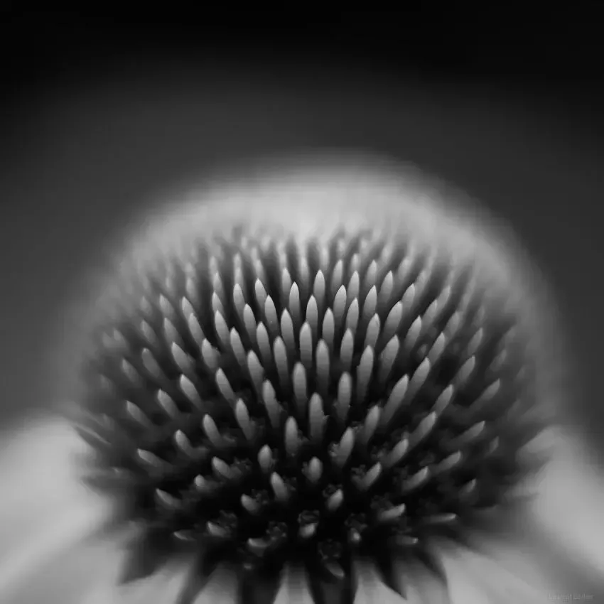 019-Laurent-Barlier-104207-240731-LBH proxyphoto du coeur d'une fleur en noir et blanc
